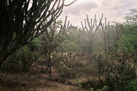/album/galeria-de-fotos-paisagens-visitadas/a1045016-547455425311810-602019068-n-jpg/